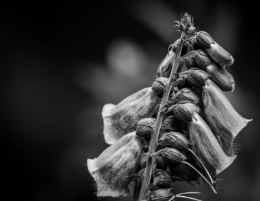 siyah ve beyaz çan çiçekleri