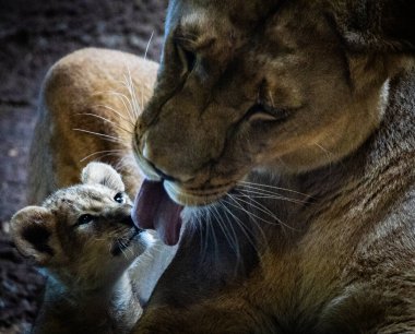 Aslan kralın gelişi.