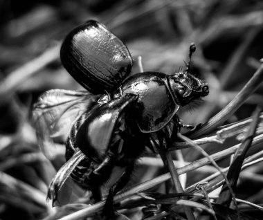 Yaprağın üzerindeki kara böcek.