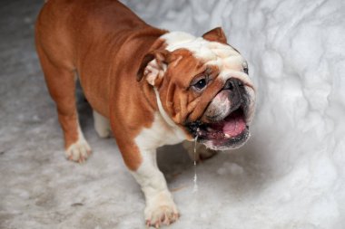 ingiliz bulldog karda bahçede eğlenceli oyunlar oynar