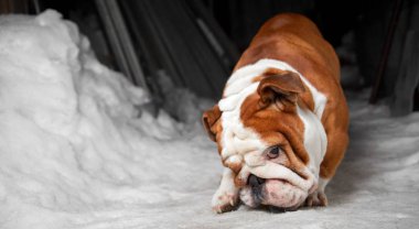 ingilizbulldog sopa ile oynuyor