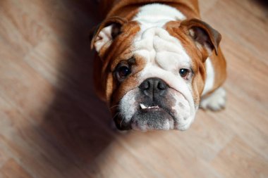 İngilizce Bulldog kameraya bakıyor