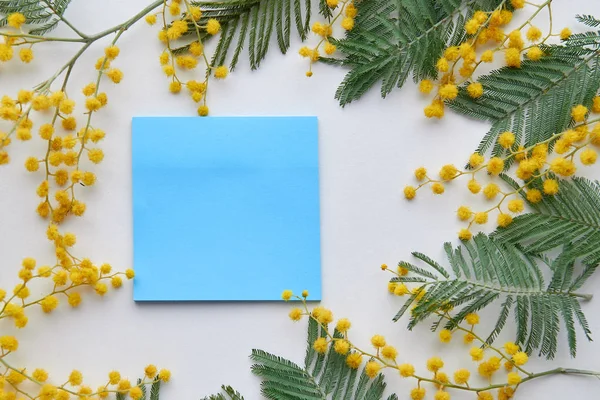 白い背景に黄色のミモザの花の青色のステッカー テキストのためのスペースと春の背景 パステル トーン — ストック写真