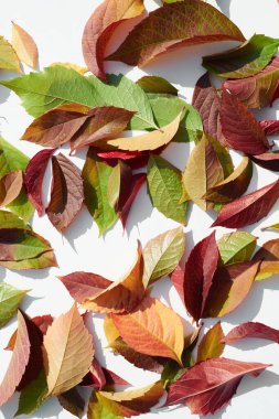 İzole edilmiş beyaz arka planda dağınık sonbahar yaprakları deseni