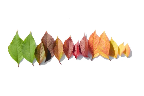 白い背景にカラフルな葉 秋の紅葉 秋の構図 フラットレイアウト トップビュー コピースペース — ストック写真