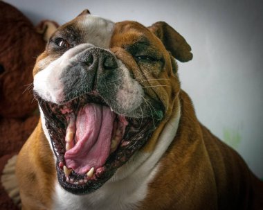 Şirin komik gülen köpek