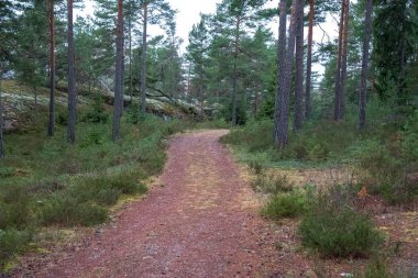 Yol ortasında doğa