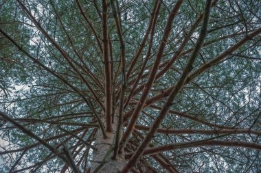 Ağaç görünümü sıfırdan