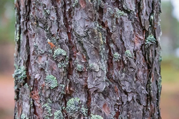 Textura Árboles Finlandia —  Fotos de Stock