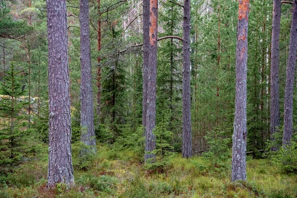 Finnische Wälder Tuku — Stockfoto