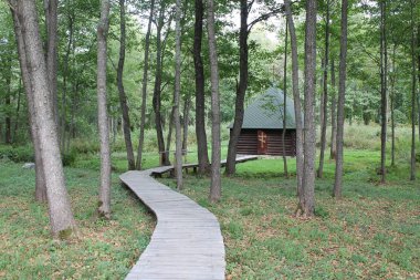 Rus düşüşü Yol ve orman