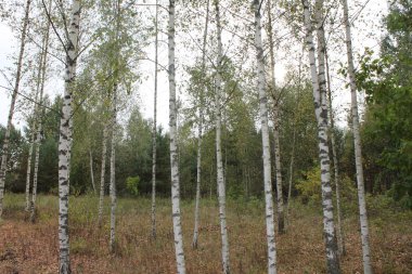 Rus düşüşü Yol ve orman