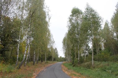 Rus düşüşü Yol ve orman