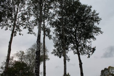 Rus düşüşü Yol ve orman