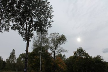 Rus düşüşü Yol ve orman