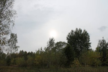 Rus düşüşü Yol ve orman