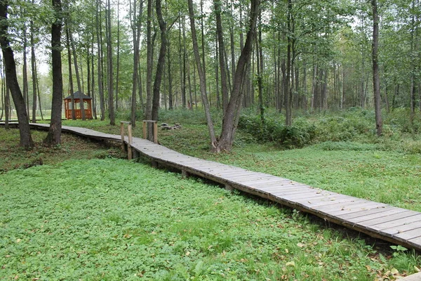 Queda Russa Estrada Floresta — Fotografia de Stock