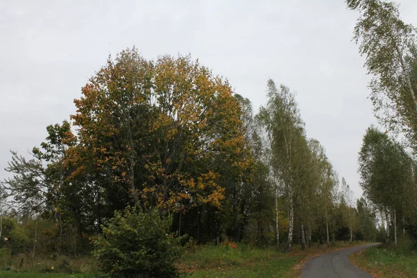 Caída Rusa Carretera Bosque —  Fotos de Stock