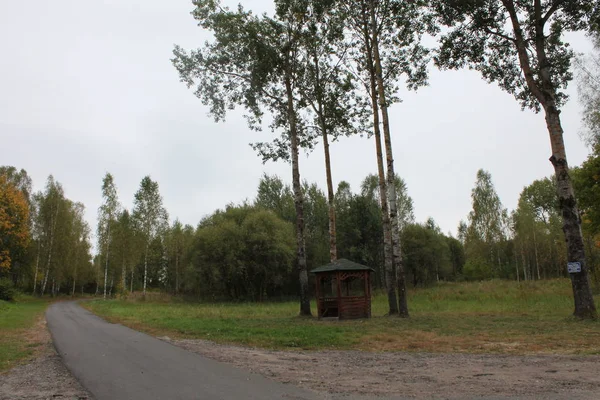 Caída Rusa Carretera Bosque — Foto de Stock