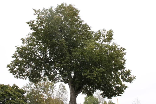 Ruský Pád Silnice Les — Stock fotografie