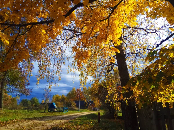 Rus Düşüşü Yol Orman — Stok fotoğraf