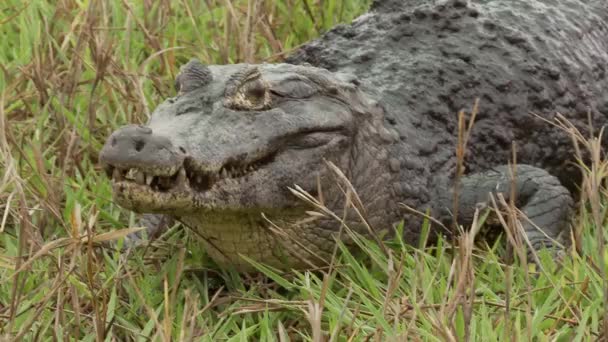 Videó Aligátor Pantanal Brazília — Stock videók