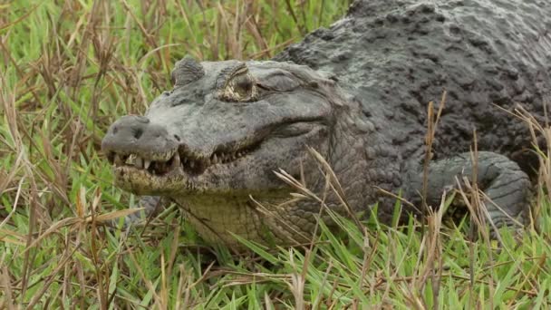 Βίντεο Της Βραζιλίας Pantanal Αλιγάτορα — Αρχείο Βίντεο