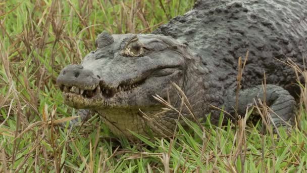 Vídeo Jacaré Pantanal Brasil — Vídeo de Stock