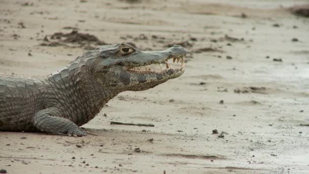 Video Alligator Fara — Stockvideo