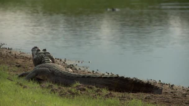 鳄鱼潘塔纳尔巴西的视频 — 图库视频影像