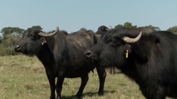Film Buffalo Wygląd — Wideo stockowe