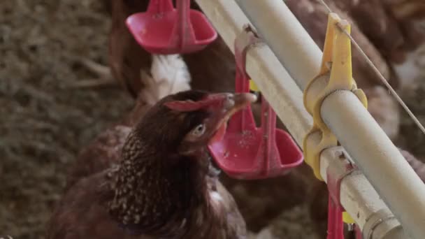 Film Sekwencji Gospodarstwa Kurczaka — Wideo stockowe