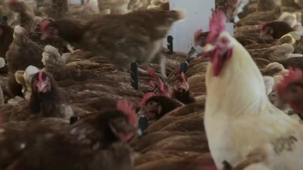 Video Chicken Farm Sequence — Stock Video