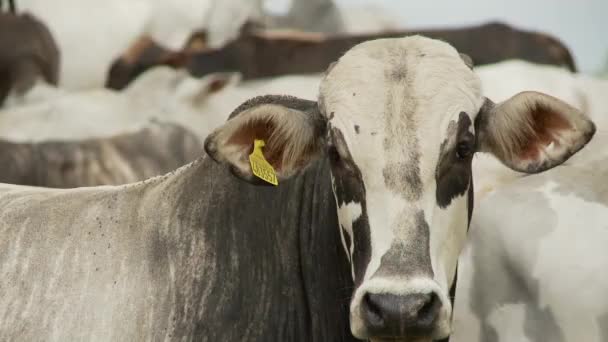 Vidéo Bovins Boucherie — Video