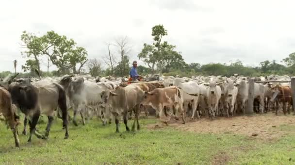 Vidéo Bovins Boucherie — Video