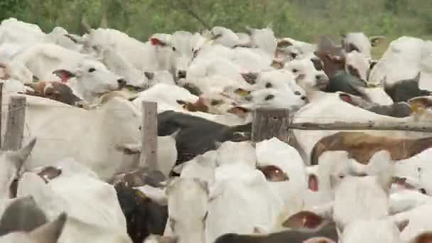 Video Von Kuh Rindern — Stockvideo