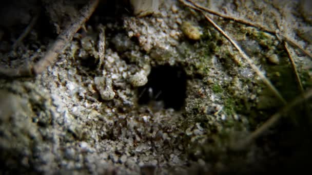 Video Ants — Stock Video