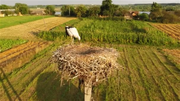 Young Stork Nest — Stock Video