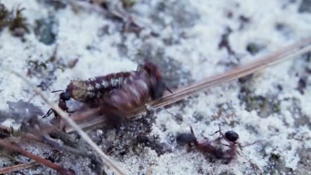 Video Ants Caterpillar — Stock Video