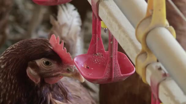 Video Secuencia Granja Pollo — Vídeos de Stock