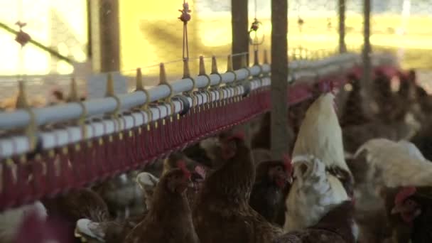 Video Secuencia Granja Pollo — Vídeo de stock