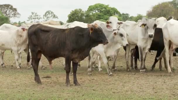 Vídeo Del Ganado Vacuno — Vídeos de Stock