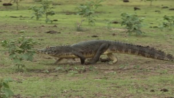 Video Von Gefährlichem Alligator Gehen — Stockvideo