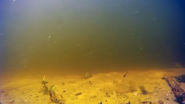 Video Van Onderwater Vis — Stockvideo