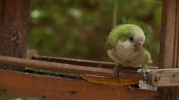 Видео Птицей Перикито — стоковое видео