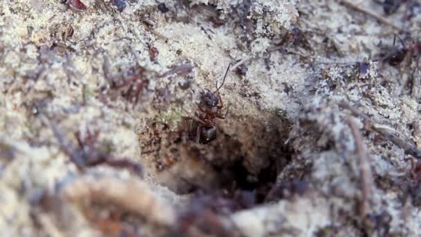 Βίντεο Από Μυρμήγκια — Αρχείο Βίντεο