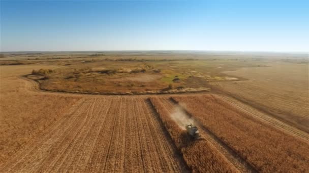 Pemanen Bekerja Ladang Jagung — Stok Video