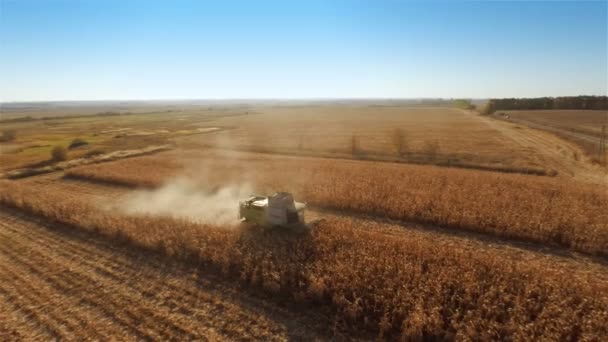 Комбайны Работают Кукурузном Поле — стоковое видео