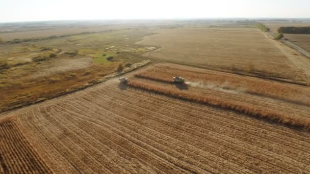 Pemanen Bekerja Ladang Jagung — Stok Video