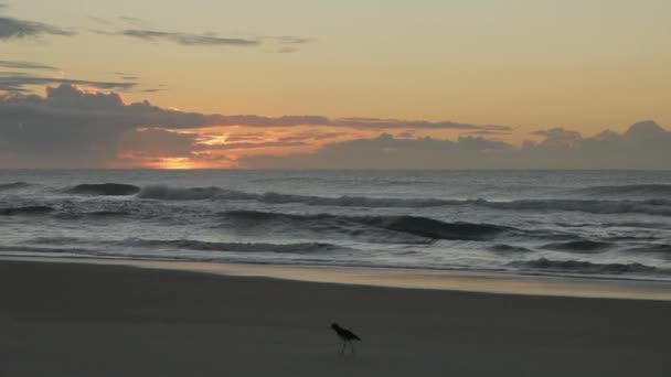 Praia Paisagem Pássaros — Vídeo de Stock